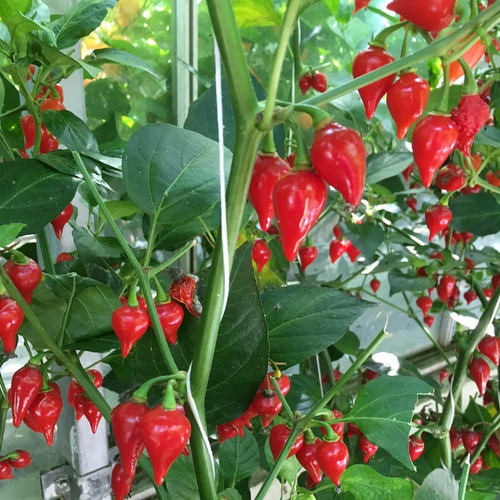 Chilli pepper biquinho - chilli, red