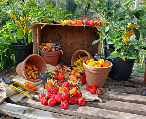 Assorted whole chilli peppers - assorted,