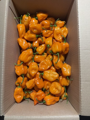 Fresh orange habanero chilli - orange,