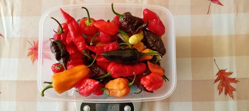 250g fresh superhot chilli - 250g,, fresh,