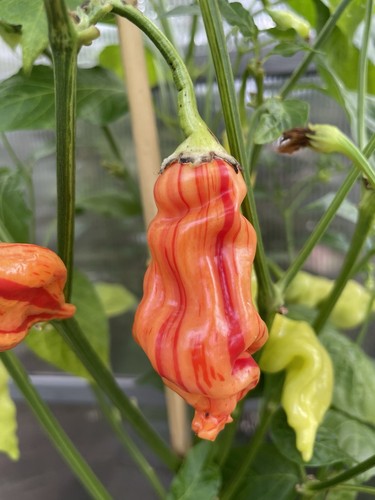 Sugar rush stripey chilli - stripey,