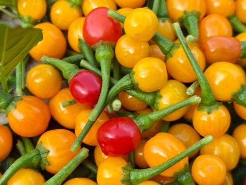 Fresh aji charapita - aji,