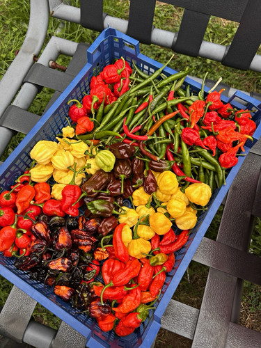 10x fresh mixed superhot naga - fresh,