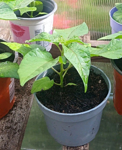 Potted chilli plant - x,