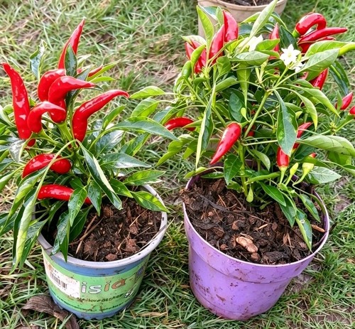 Upright red chilli - chilli, pepper