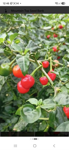 Chilli seeds - chilli,