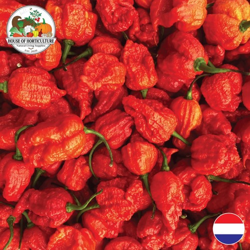 Fresh carolina reaper chilli - fresh,