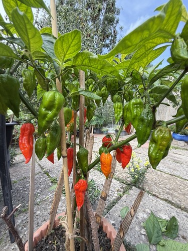 Freshly picked naga - , chilli