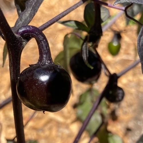 Black cherry bomb chilli seeds