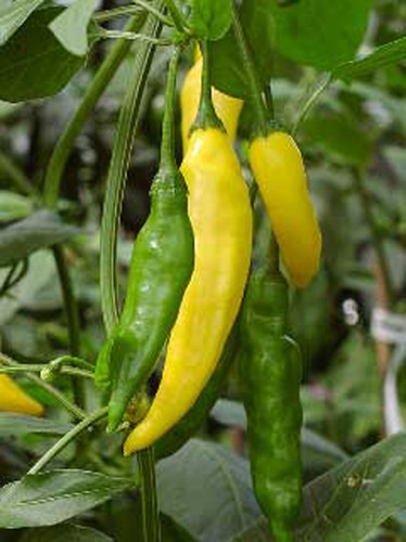Hot lemon chilli - chilli, seeds