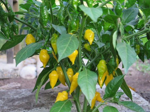 Hot chilli pepper habanero - chilli,