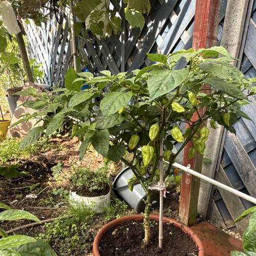 Potted chilli pepper plant - potted,