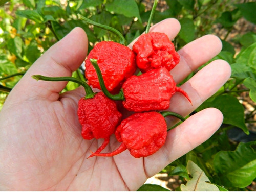 Scorpion chilli pepper seeds - scorpion,