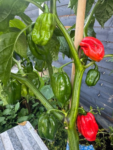 Fresh naga ghost chilli - naga,