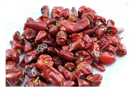 Dried chillies parrot - chillies,