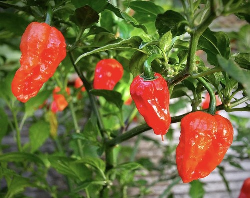 Naga morich chilli - naga, 🌶️