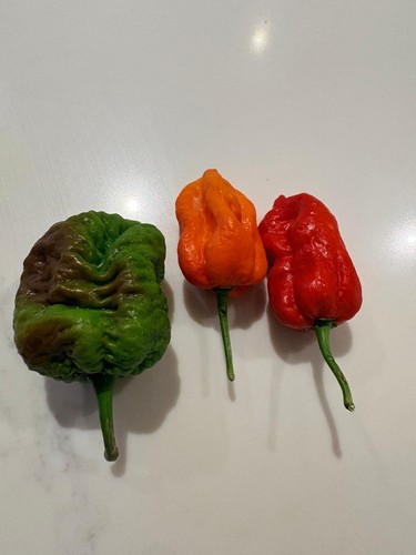Fresh naga chilli pods 50g - chilli,