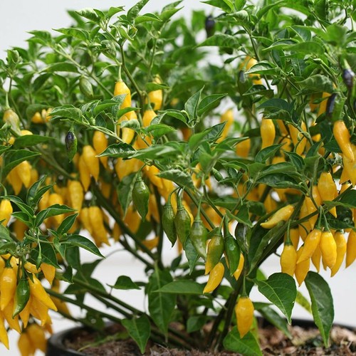 Lemon drop chilli pepper - lemon,