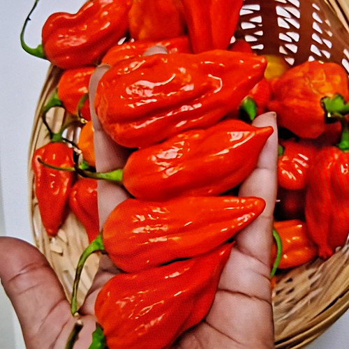 Naga seeds bangladeshi chilli - seeds,