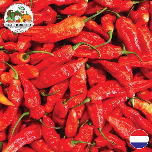 Fresh naga bhut jolokia - naga, chilli