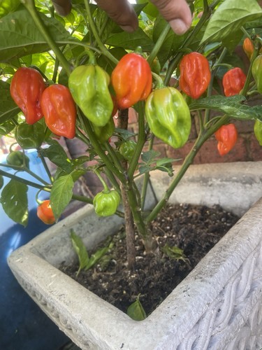 Potted chilli pepper plant - pepper,