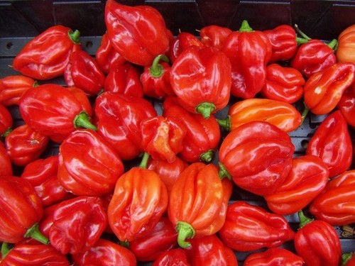 Chilli pepper scotch - scotch, bonnet