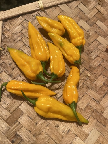 Capsicum chilli live plant - chilli,