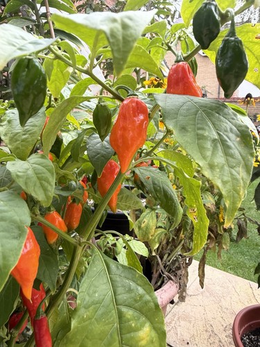 Extremely hot naga pit - extremely,