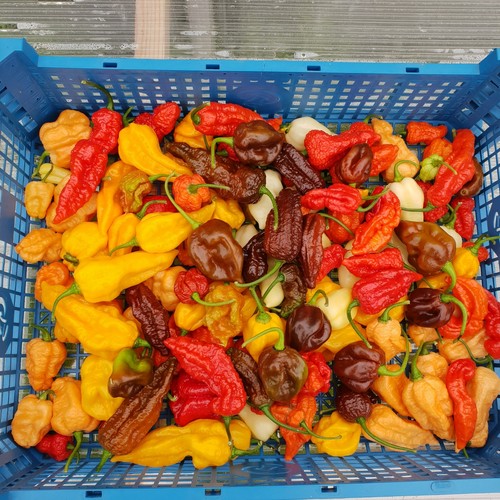 250g fresh rare superhot - fresh,, rare,