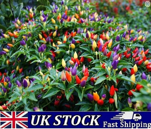 Bolivian rainbow hot chilli - bolivian,