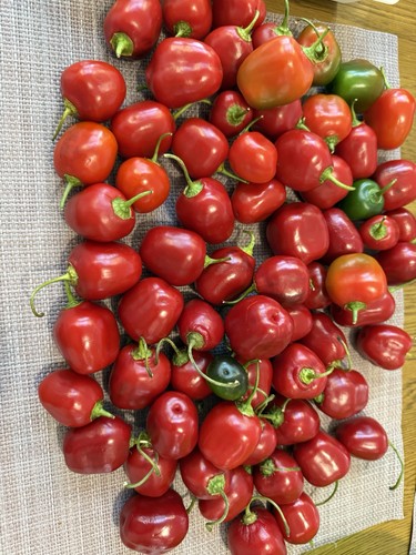 Rocoto chilli pepper - 10,