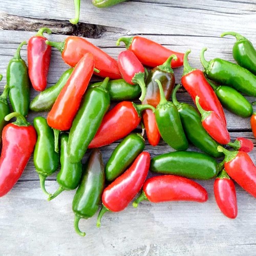 Chilli jalapeno seeds 33 - seeds,